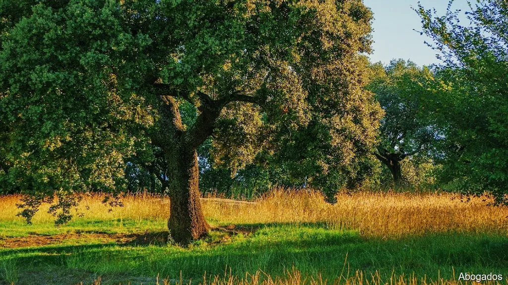 Ana Moreno y Gerardo Arévalo Abogados Y Asesores de empresa.