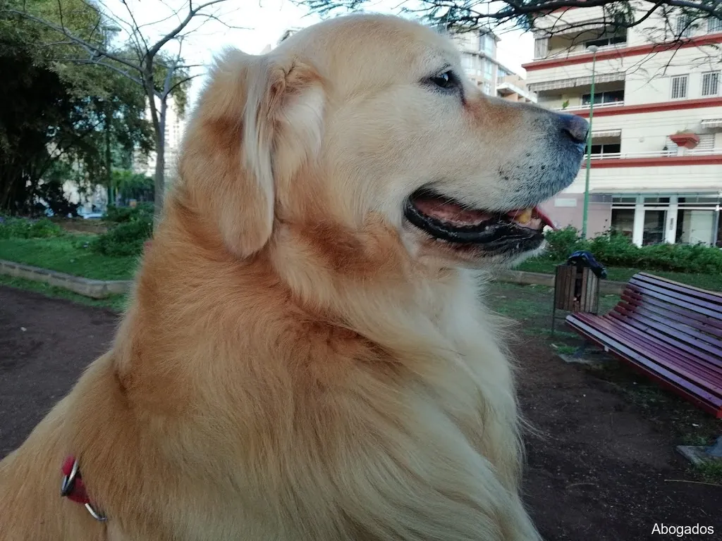 Celso Pérez Pulido Cabrera Pedrianes