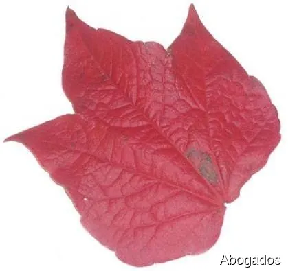 Francesc Rubio Advocat especialista en dret urbanístic i administratiu