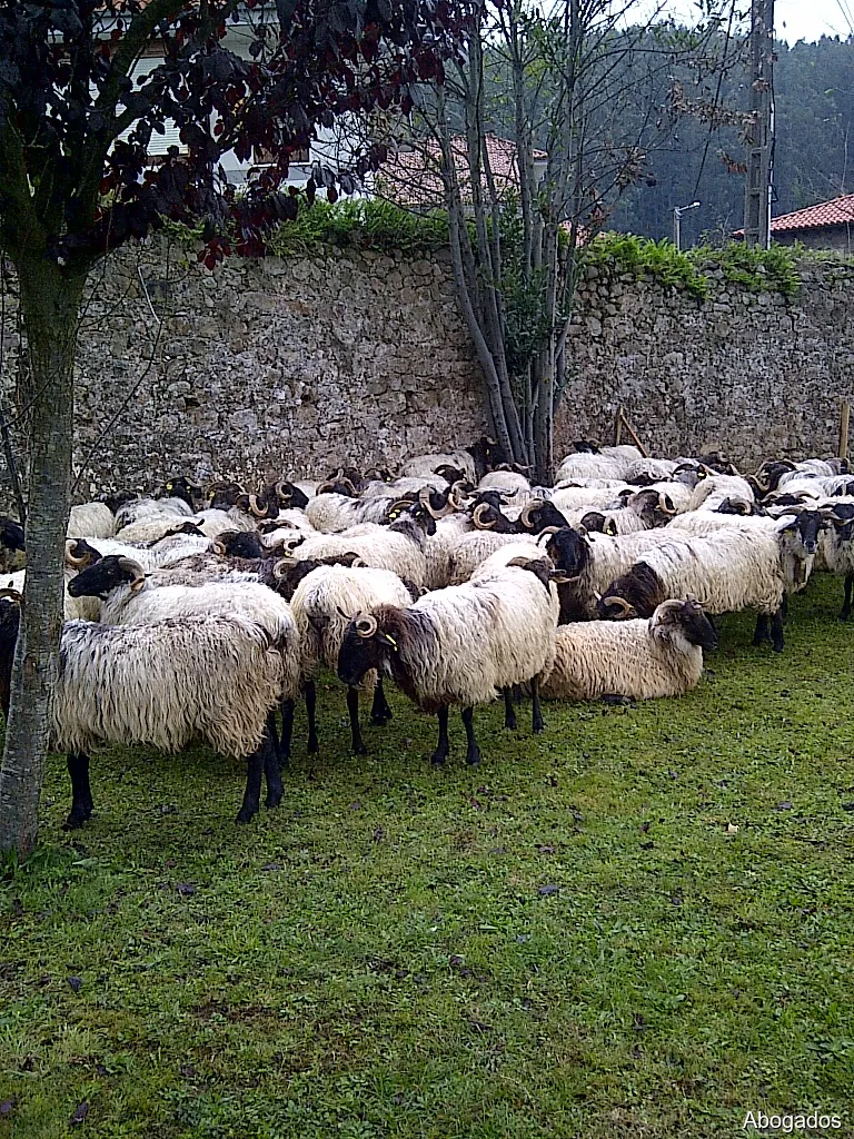 Imagen 2
